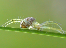 Mangora gibberosa Mangora gibberosa